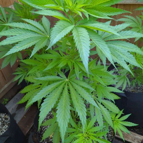 Lilac Cookies growlog timeline photo