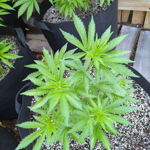 Forbidden Creation  growlog timeline photo