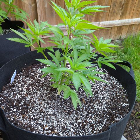 Forbidden Creation  growlog timeline photo