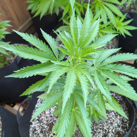 Tiger Bomb growlog timeline photo