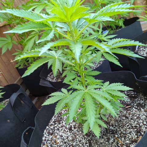 Tiger Bomb growlog timeline photo