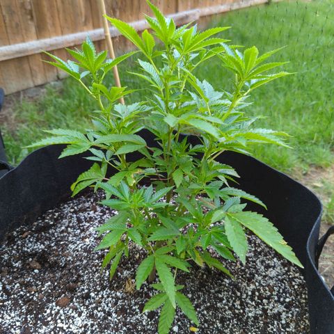 Sunset Octane growlog timeline photo