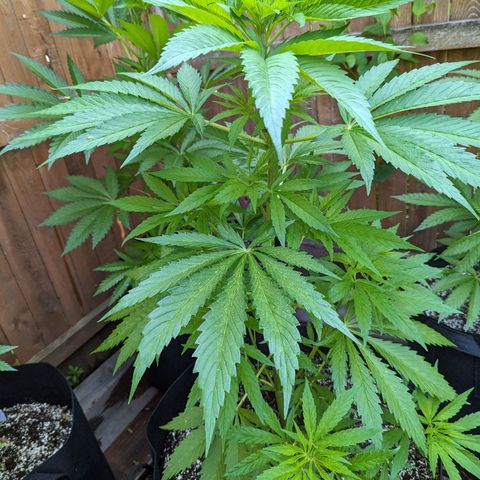 Lilac Cookies growlog timeline photo