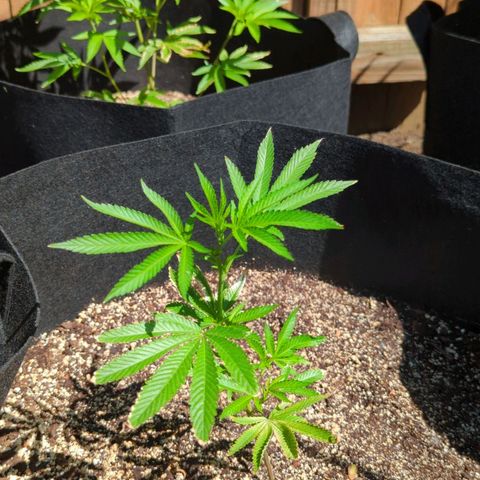 Honey Gold #2 growlog timeline photo