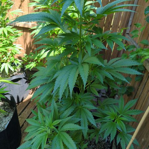 Chem Fuego  growlog timeline photo