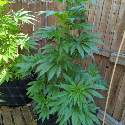 Chem Fuego  growlog timeline photo