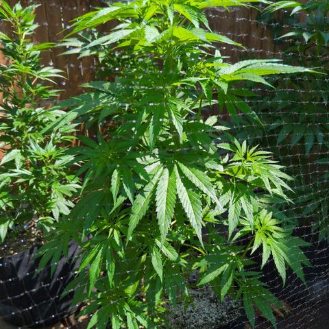 Lilac Cookies growlog timeline photo