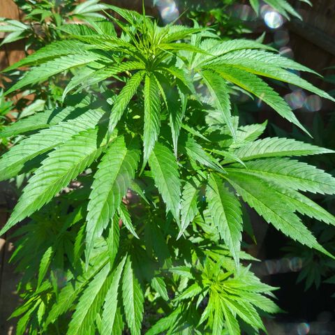 Lilac Cookies growlog timeline photo