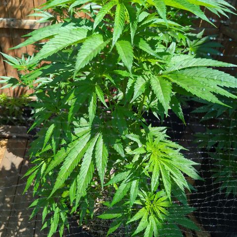 Lilac Cookies growlog timeline photo