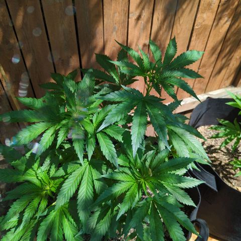 Forbidden Creation  growlog timeline photo
