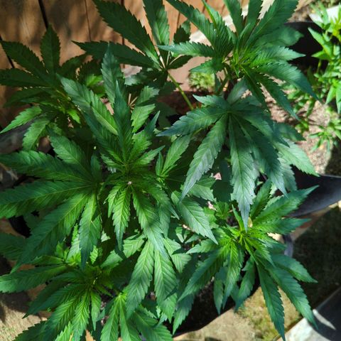 Forbidden Creation  growlog timeline photo