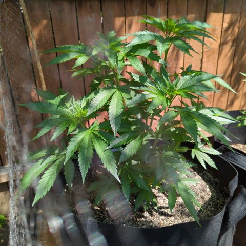 Forbidden Creation  growlog timeline photo