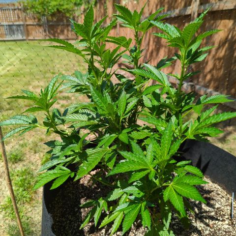 Sunset Octane growlog timeline photo