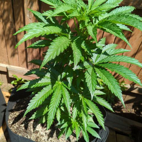 Tiger Bomb growlog timeline photo