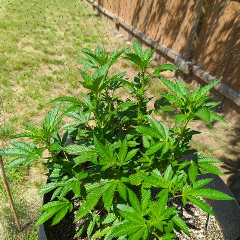 Sunset Octane growlog timeline photo
