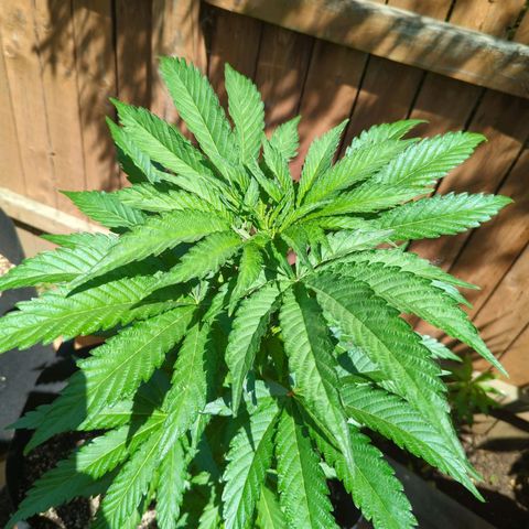 Tiger Bomb growlog timeline photo
