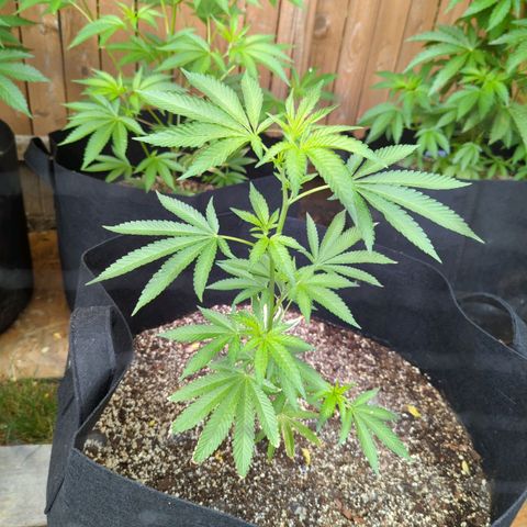 Honey Gold #2 growlog timeline photo
