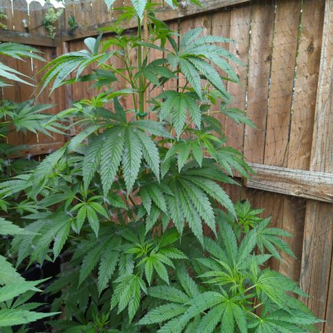 Chem Fuego  growlog timeline photo