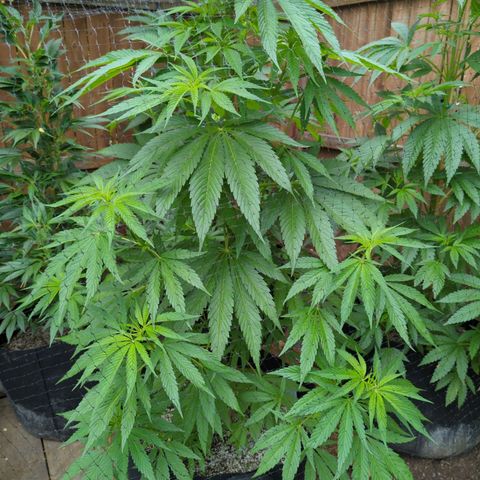Lilac Cookies growlog timeline photo