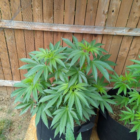 Forbidden Creation  growlog timeline photo