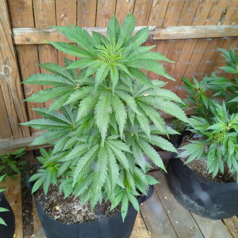 Tiger Bomb growlog timeline photo