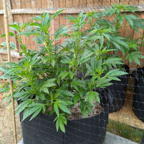 Sunset Octane growlog photo: Thinking this is an auto flower, not the right height for it to be changing over to flowering so soon! 
