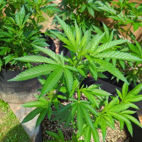 Honey Gold #2 growlog timeline photo