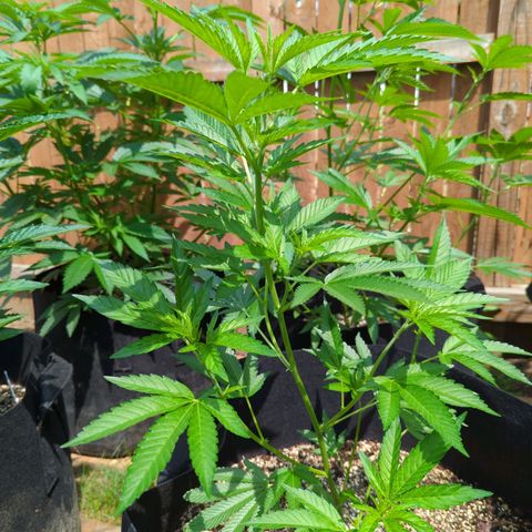 Honey Gold #2 growlog timeline photo