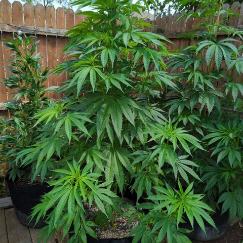 Lilac Cookies growlog timeline photo