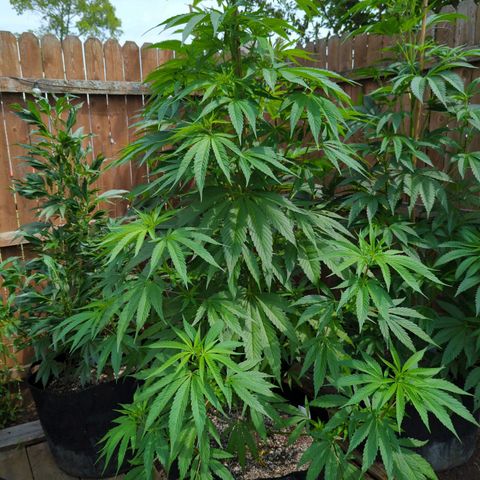 Lilac Cookies growlog timeline photo
