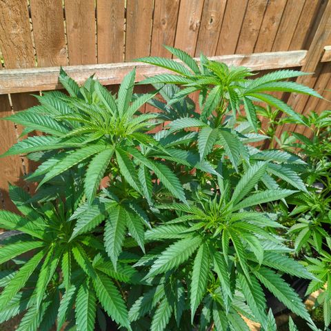 Forbidden Creation  growlog timeline photo