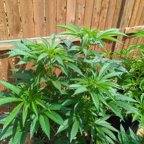 Forbidden Creation  growlog timeline photo