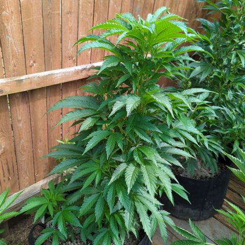 Tiger Bomb growlog timeline photo