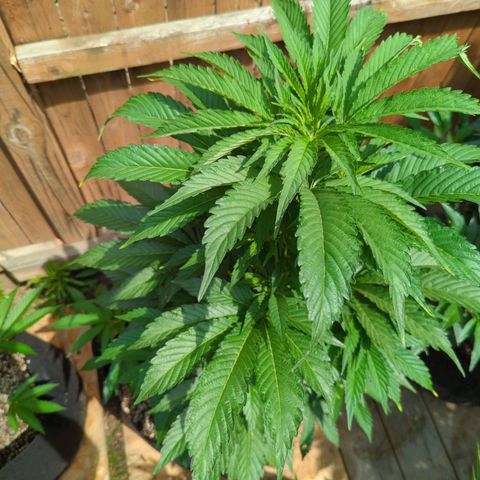 Tiger Bomb growlog timeline photo