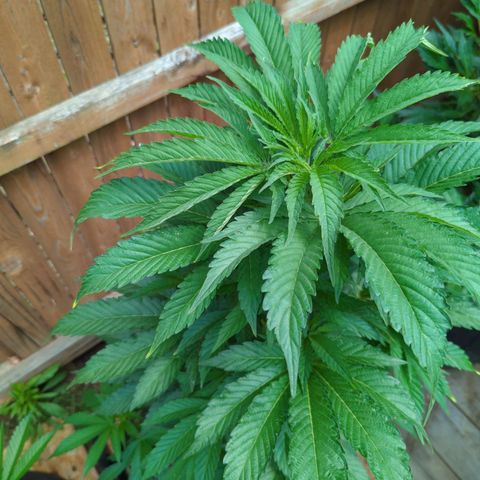 Tiger Bomb growlog timeline photo