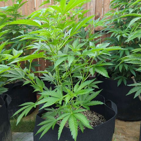 Honey Gold #2 growlog timeline photo