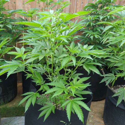 Honey Gold #2 growlog timeline photo