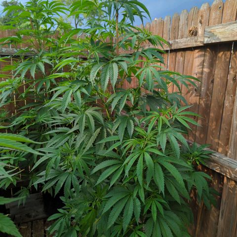 Chem Fuego  growlog timeline photo