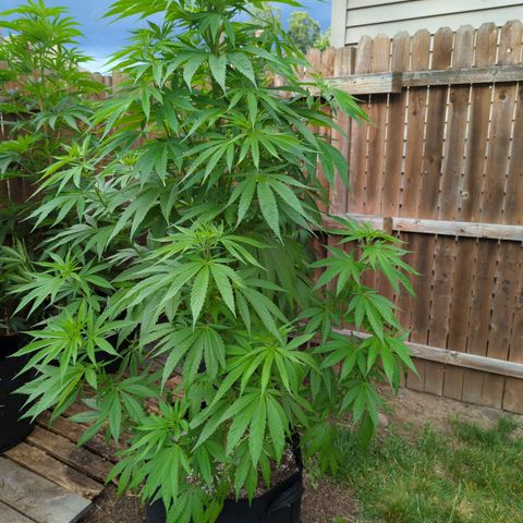 Lilac Cookies growlog timeline photo