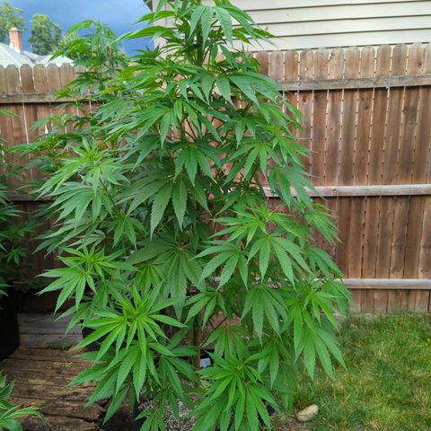 Lilac Cookies growlog timeline photo