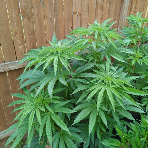 Forbidden Creation  growlog timeline photo