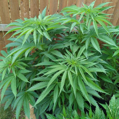 Forbidden Creation  growlog timeline photo