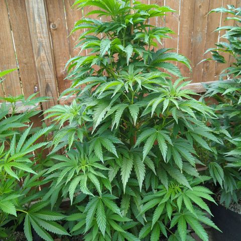 Tiger Bomb growlog timeline photo