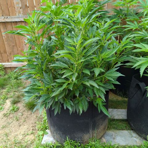 Sunset Octane growlog timeline photo