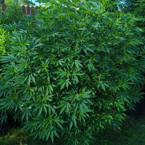 Honey Gold #2 growlog timeline photo