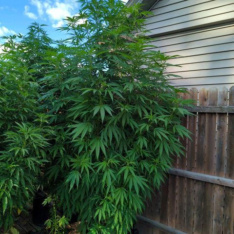 Lilac Cookies growlog timeline photo