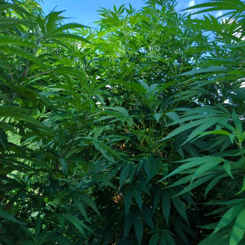 Chem Fuego  growlog timeline photo