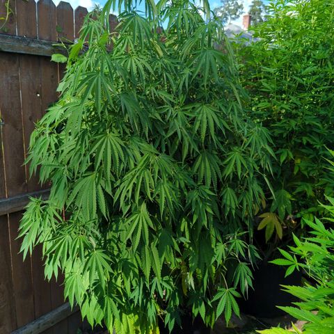 Forbidden Creation  growlog timeline photo