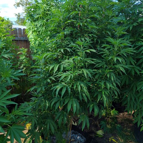 Tiger Bomb growlog timeline photo