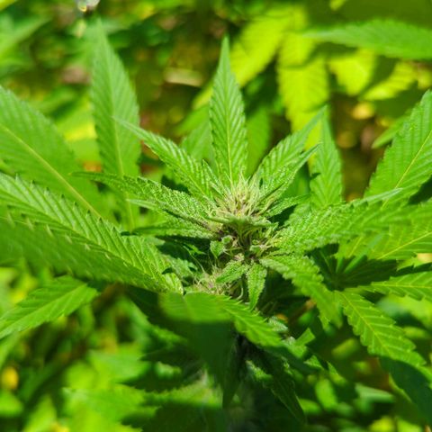 Honey Gold #2 growlog timeline photo